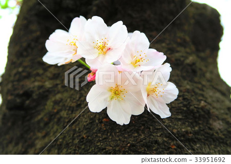 在Akabanedai佐倉的一排櫻花樹排行了公園街道 33951692