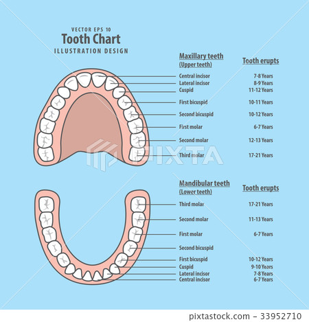 Tooth chart with tooth erupts illustration vector Tooth chart with tooth erupts illustration vector 33952710