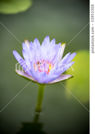 Beautiful lotus flower in pond Beautiful lotus flower in pond 33953308