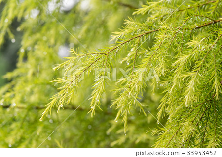 Green pine leaves with water drop Green pine leaves with water drop 33953452