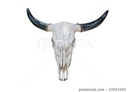 Bull skull with horns isolate on white background Bull skull with horns isolate on white background 33953505