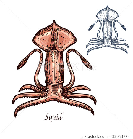 Squid isolated sketch for food design Squid isolated sketch for food design 33953774