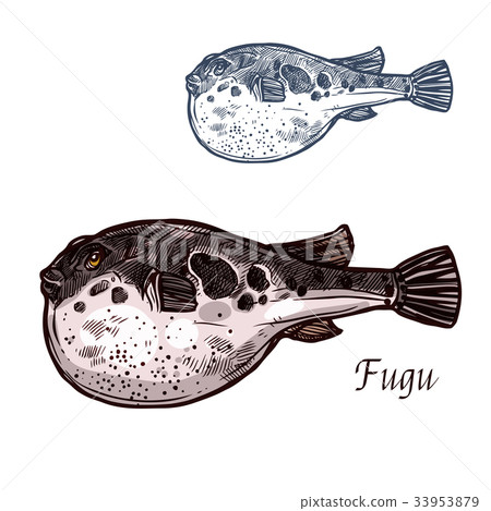 Fugu fish sketch of japanese pufferfish 33953879