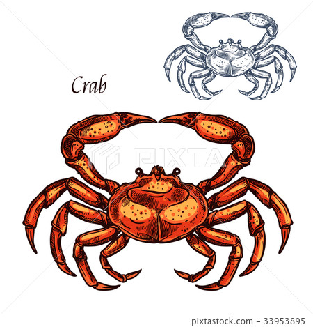 Red crab animal isolated sketch 33953895