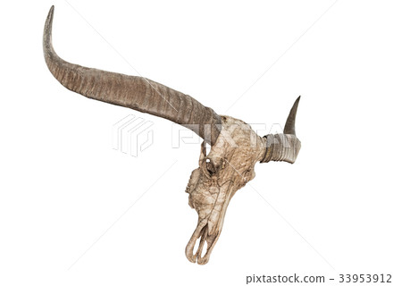 Bull skull with horns isolate on white background Bull skull with horns isolate on white background 33953912