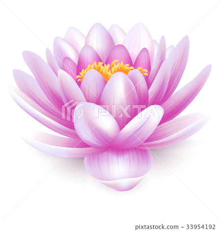 Water lily Water lily 33954192