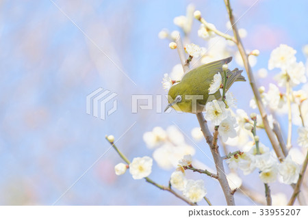 Mejiro and plum blossoms Mejiro and plum blossoms 33955207