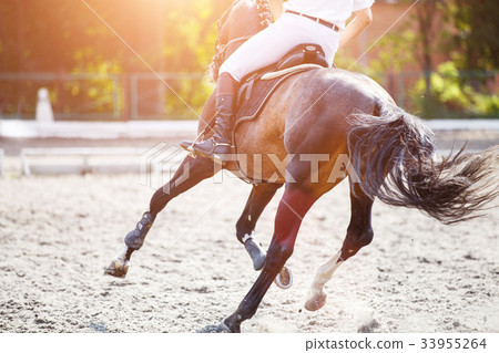 Bay horse with rider on show jumping competition. 33955264