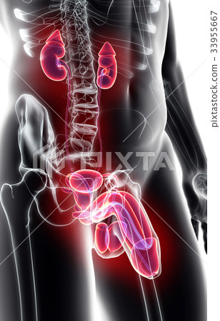 3D illustration of Urinary System, medical concept 33955667
