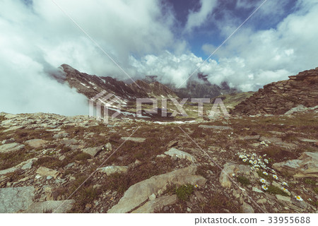 Alpine meadow and pasture 33955688