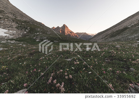 Alpine meadow and pasture 33955692