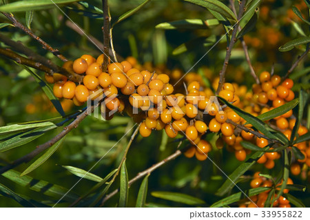 branch of sea buckthorn branch of sea buckthorn 33955822
