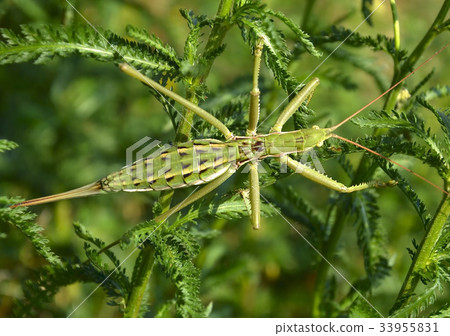 one of the largest insects one of the largest insects 33955831