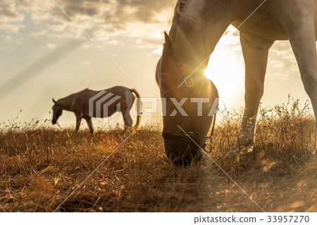 Horse grazing in a pasture with grass at sunset 33957270
