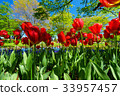 Tulip 33957457