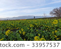 Rape blossoms Rape blossoms 33957537