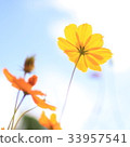 Cosmos Cosmos 33957541