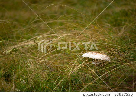 Macrolepiota procera - edible mushroom 33957550