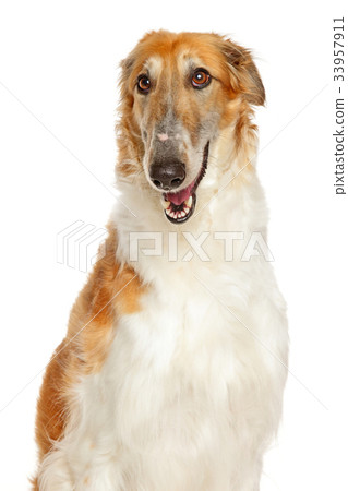Borzoi the Russian Wolfhound on white background 33957911