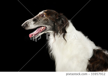 Russian wolfhound dog 33957912
