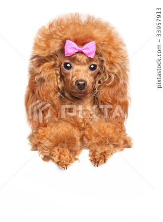 Toy poodle above banner 33957913