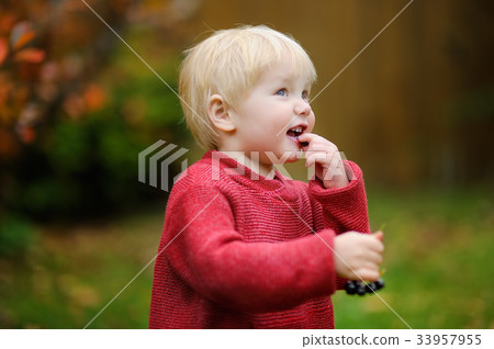 Cute toddler boy picking black currants in garden Cute toddler boy picking black currants in garden 33957955
