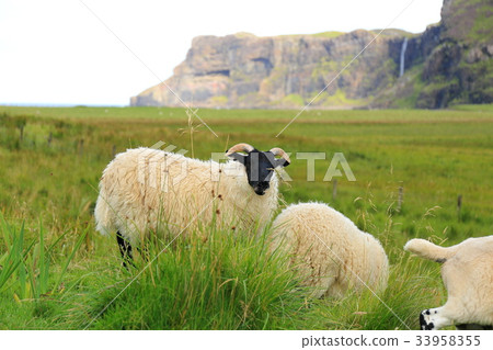 Sheep in Scotland 33958355