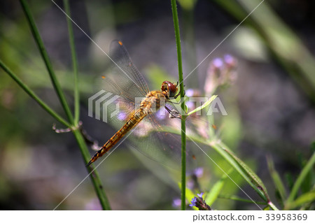 Ushubitimbo 33958369