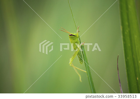 Tutsinago young age 33958513