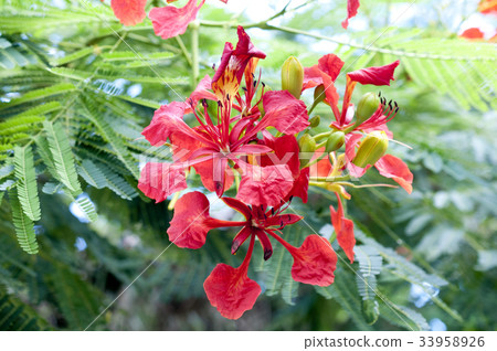Phoenix tree flower 33958926