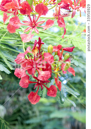 Phoenix tree flower 33958929