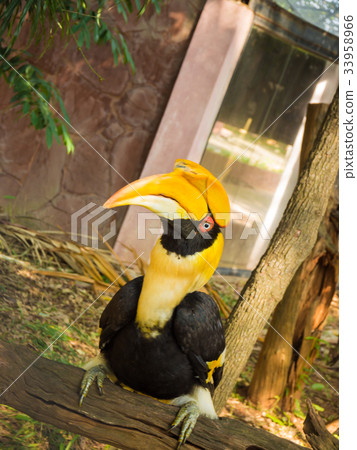Great hornbill in the zoo, thailand 33958966