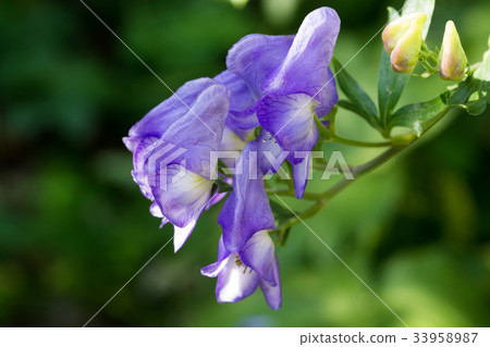 Torikabuto花 Torikabuto花 33958987