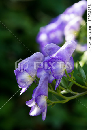 Torikabuto花 33958988