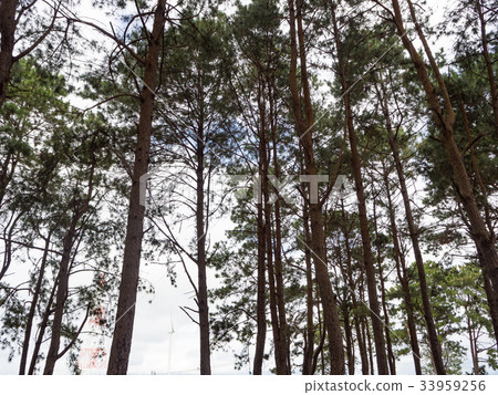 Pine tree Pine tree 33959256