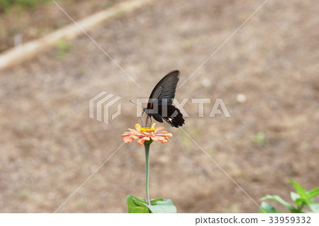 Japanese daily life Zinnia 33959332