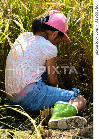Rice reaping 33959366
