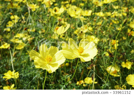 Yellow cosmos Cosmos sulphureus Yellow cosmos Cosmos sulphureus 33961152