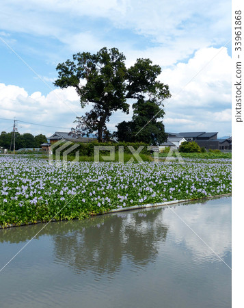 Water hyacinth Water hyacinth 33961868