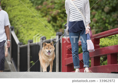 Shiba Inu taking a walk 33962972