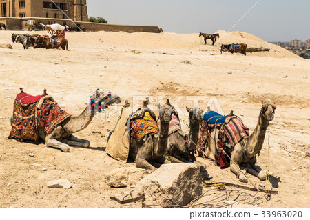 A group of camels A group of camels 33963020