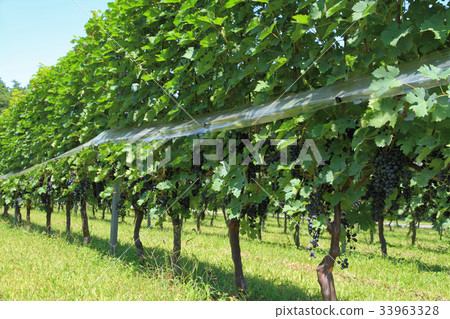 Grape for wine Cabernet · Sauvignon Grape for wine Cabernet · Sauvignon 33963328