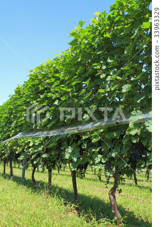 葡萄酒赤霞珠·赤霞珠葡萄酒 葡萄酒赤霞珠·赤霞珠葡萄酒 33963329