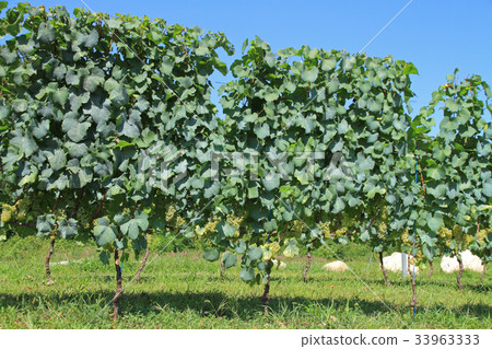 葡萄酒霞多麗 33963333