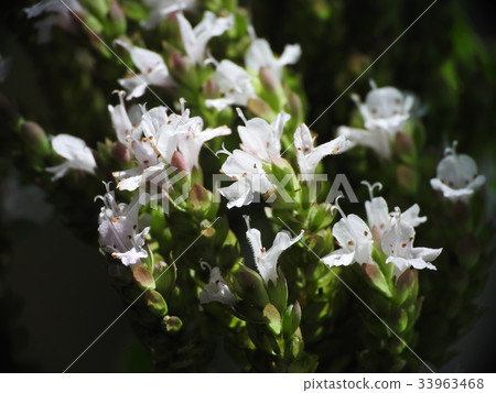 Oregano Oregano Oregano Oregano 33963468