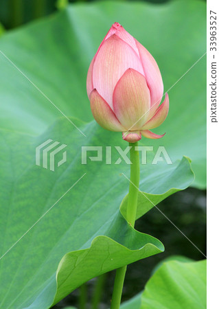 Lotus flower 33963527