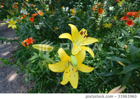 Lily flower Lily flower 33963960