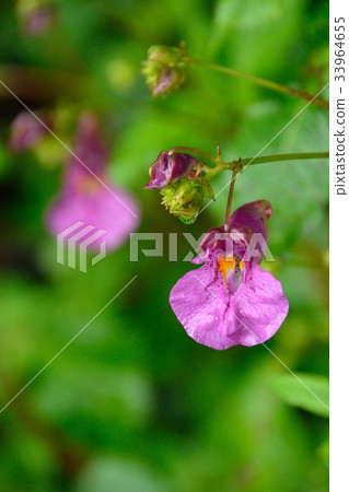 獨特的形狀 33964655