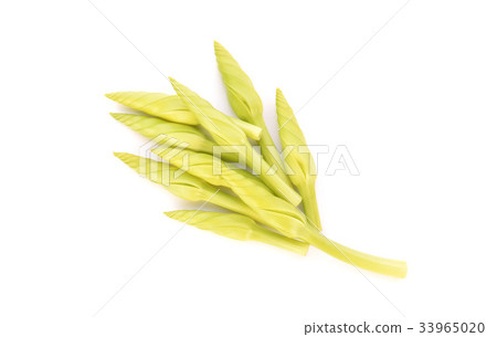 Ipomoea alba flower 33965020