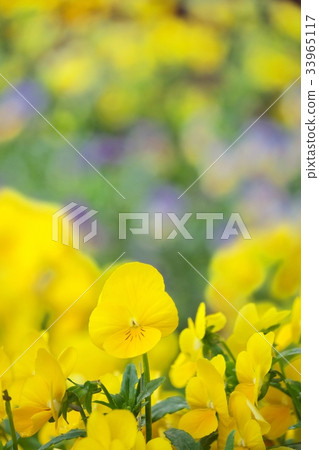Pansy Pansy 33965117